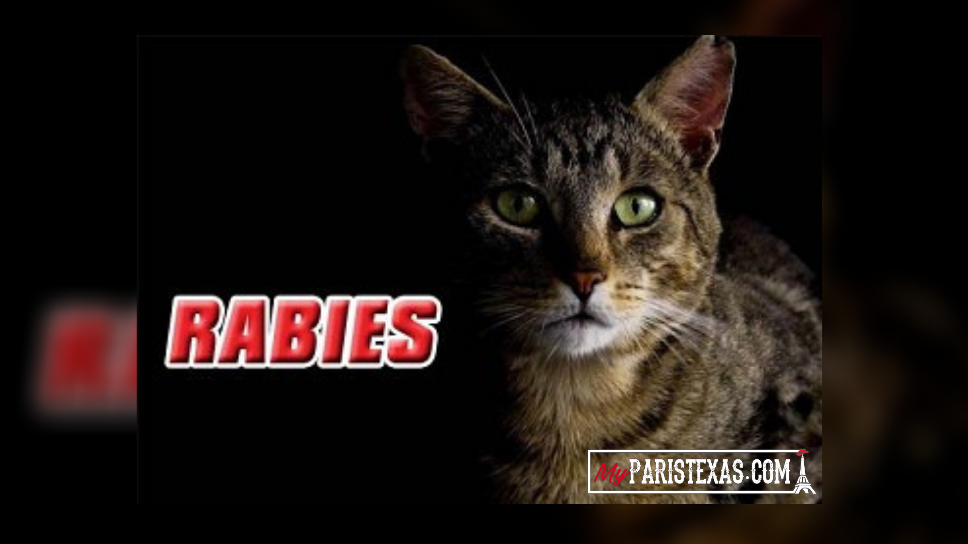 Rabies case confirmed by Lamar Veterinary Clinic ...