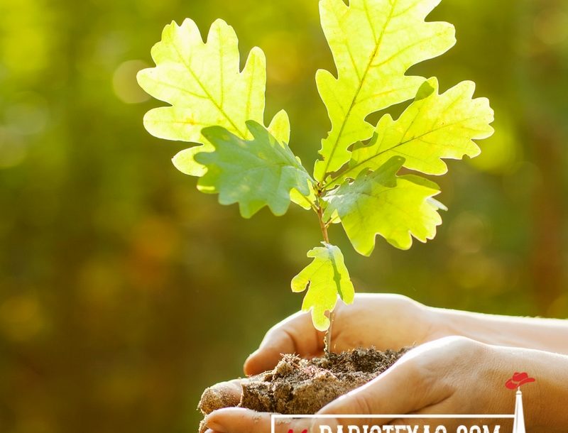 free tree seedlings 2022