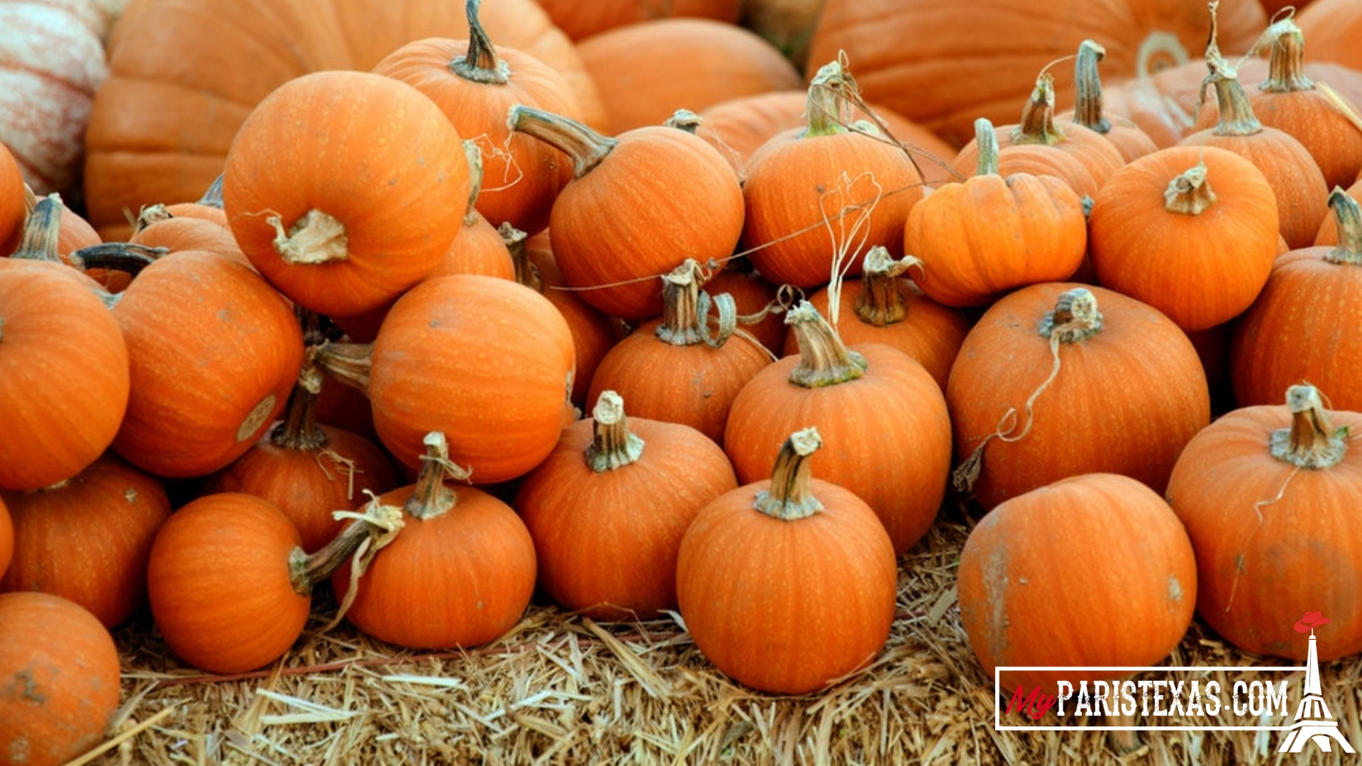 Pumpkin Patch Opening Day and Farmers Market || Lee's Christmas Tree Farm - MyParisTexas