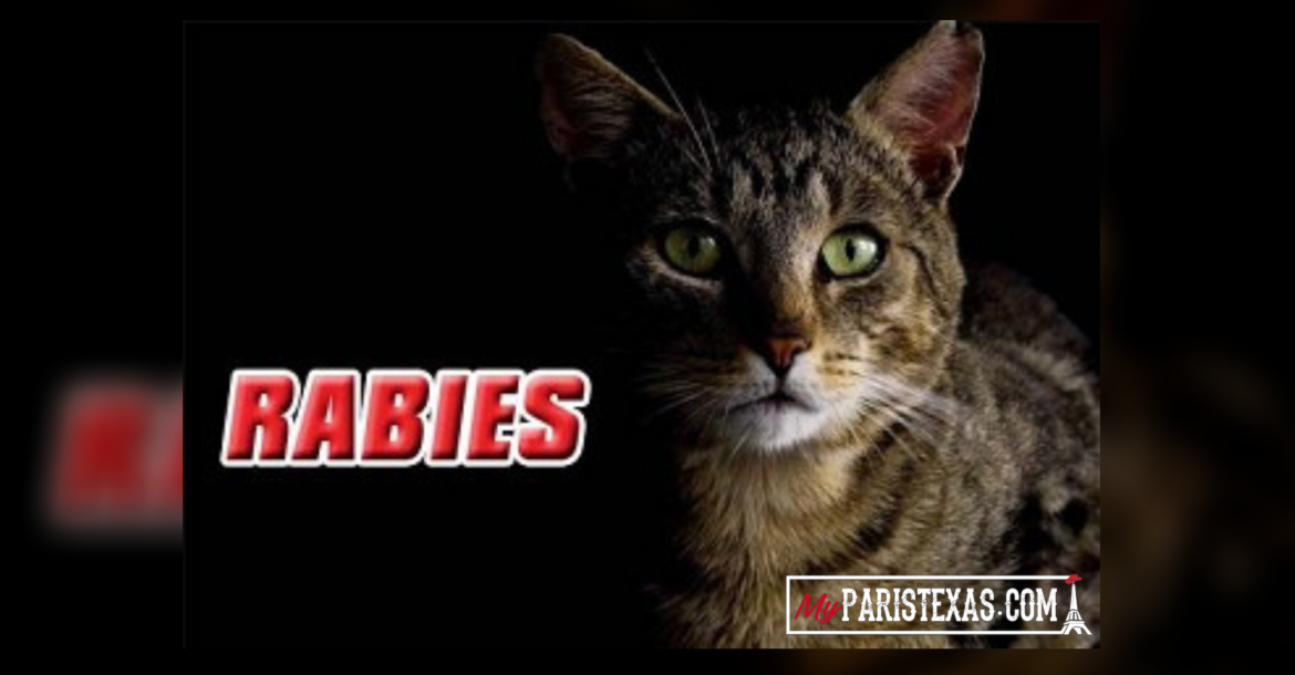 Rabies case confirmed by Lamar Veterinary Clinic My Paris Texas