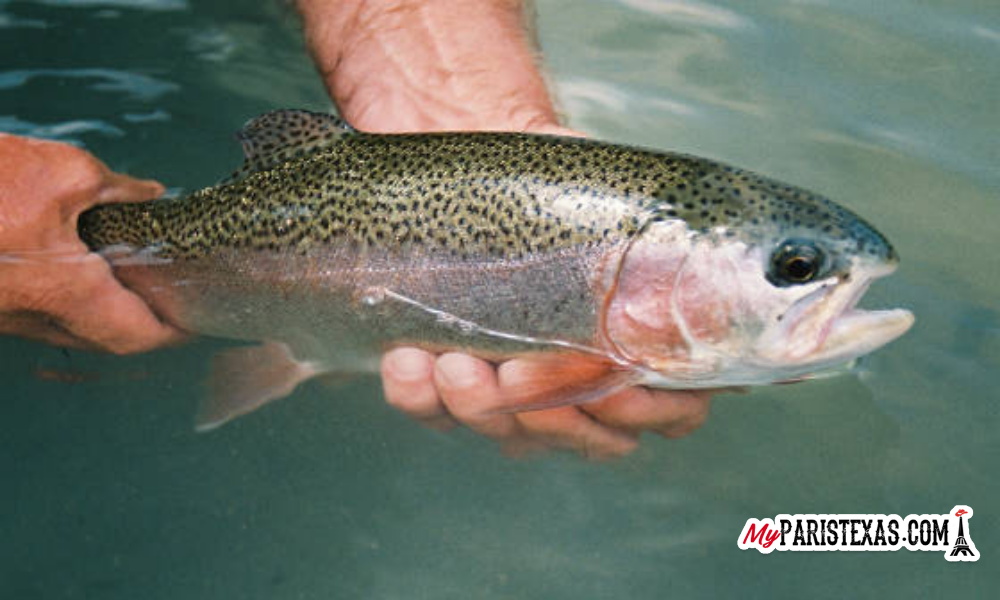 Texas Winter Tradition of Rainbow Trout Stocking Begins Nov. 24