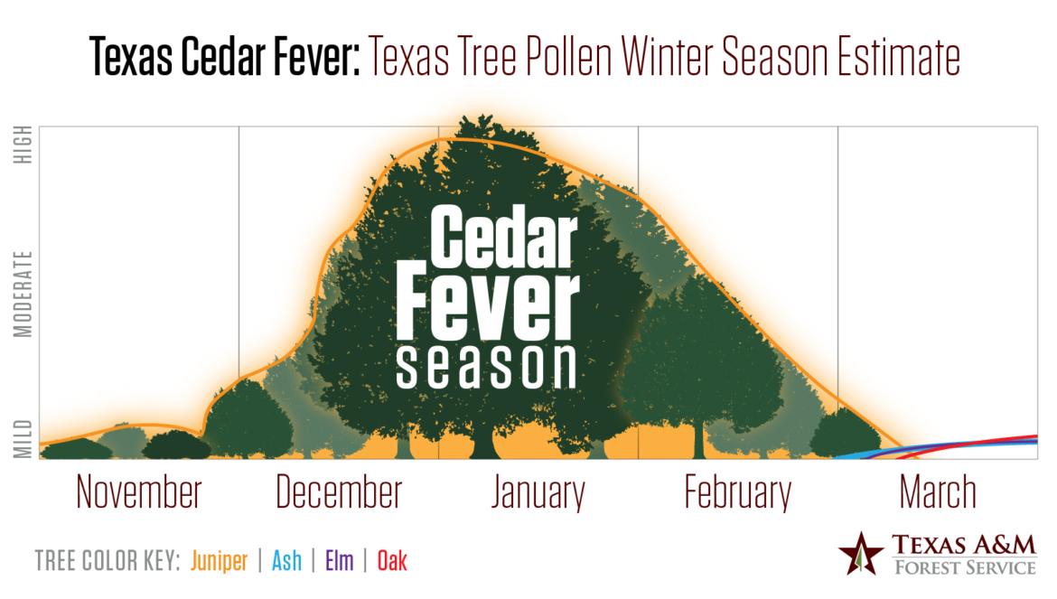 Cedar fever season in Texas Texas A&M Forest Service experts explain